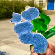 83G Natural Blue Coral Reef Cluster Marine Mineral Crystal Specimen