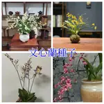 【文心蘭種子】蘭花種子 奶油味文心蘭花籽 四季種植觀賞植物 室內花卉種植盆栽 濃香跳舞蘭香水蘭花種子防輻射 發芽率高