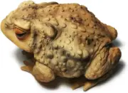 Frog Toad Sculptures Garden Statues Yard Art Resin Decorations Outdoor Garden De