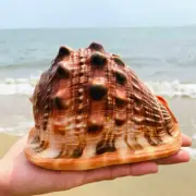 Natural Bull Mouth Conch Shell Coral Sea Snail Adorn Home Fish Tank Ornamen