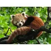 Ravensburger 500pc Jigsaw Cute Red Panda - 173815