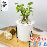 在飛比找蝦皮商城優惠-【小品文化】白雪福祿桐【現貨】3吋鐵架免澆水盆栽 懶人盆栽 