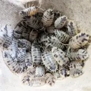 20+ Dairy Cow (Porcellio laevis) Isopods *Free Shipping* Insect Clean-Up Crew