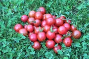 TOMATO CHERRY 'Pink Marbles' seeds