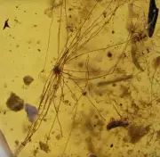 Rare Dandelion seed, Fossil insect inclusion in Burmese Amber