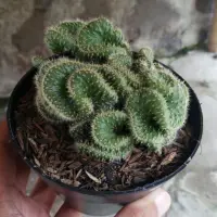 在飛比找蝦皮購物優惠-Opuntia cylindrica / Tripe