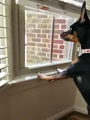 WINDOW SILL PROTECTOR - GUARDS PET DOG / CAT CLAW & BITE DAMAGE - 23.5" x 2.25"