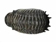 Crotalocephalus TRILOBITE Fossil Morocco 400 Million Years old #13090 15o