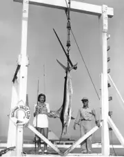 White Marlin Off Montauk In New York 1946 Old Fishing Photo