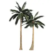 Tall Artificial Coconut Palm Tree (4m to 7m) UV Resistant - 6m