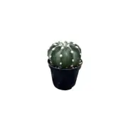 60mm Mix Cactus
