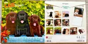 2025 Lab/Labrador Retriever Puppies 12x12 wall calendar