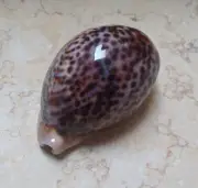 Cypraea pantherina wow cery nice color F++++red sea shell 91.5 mm natural glossy