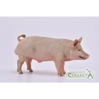 在飛比找蝦皮購物優惠-動物模型 collecta 公豬 豬