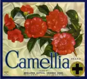 Redlands Camellia Flowers Orange Crate Label Art Print