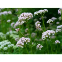 在飛比找蝦皮購物優惠-【芳香藥草苑】香草、香藥草種子－藥用纈草 (Valerian