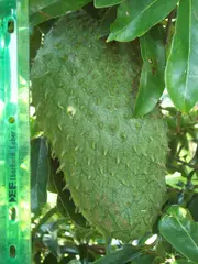 Buy Soursop - Giant Fruit Tree Australia - Annona muricata