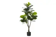 Rogue Giant Fiddle Tree 120cm