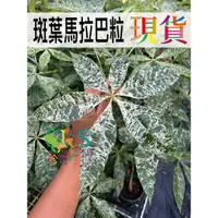 在飛比找蝦皮購物優惠-馬拉巴栗 斑葉 Pachira aquatica 美斑 斑葉