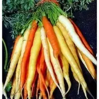 在飛比找Yahoo!奇摩拍賣優惠-【媽咪蔬果園】、彩虹胡蘿蔔　種子