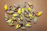 10-STUNNING Yellow And Purple Snails Shells,Amphidromus,Upscale Shell Craft