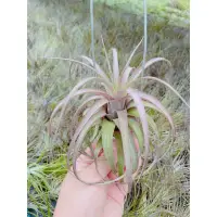 在飛比找蝦皮購物優惠-空鳳 愛結 Tillandsia "Love Knot" 空