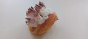 Pecten Nobilis Sea Shell with Barnacles for Curiosity Cabinet Collection