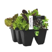 6 Cell Lettuce Gourmet Salad - Fusion Vegetable Range - Lactuca sativa