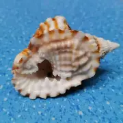 Natural Conch Shells Sea Snail Aquarium Fish Tank Ornament Landscape Decor