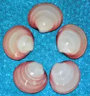 POLISHED CODAKIA TIGERINA PAIR SEA SHELL TROPICAL AQUARIUM