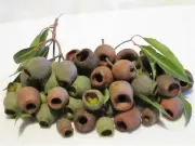BULK LOT OF 500 GUM NUTS SUIT CRAFT PROJECTS AND FLORISTRY