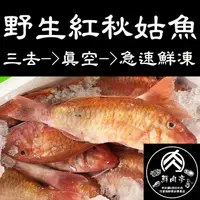 在飛比找蝦皮購物優惠-深海野生紅秋姑魚 (400～430克/尾) 現流頂級魚種 秋