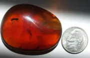 Beautiful Cherry RED Burmite Amber Fossil Gemstone Dinosaur Age Large 14 grams