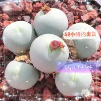 在飛比找蝦皮購物優惠-🧙‍♂️園藝家🌱【多肉成品】鴿子蛋肉錐番杏科多肉植物生石花屁