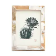 Pigeon & Poodle Essen Horn Frame, 5 x 7