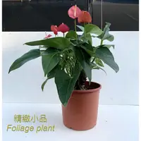 在飛比找蝦皮購物優惠-精緻小品 盆栽 紅火鶴 火鶴花 觀花植物 6吋盆