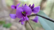 Buy Hardenbergia Mini HaHa Hardenbergia violacea