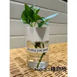 療癒水耕黃金葛(含植物)YOU ONLY LIVE ONCE