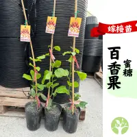 在飛比找蝦皮購物優惠-[農夫世家] 新品種 嫁接大苗 蜜糖 百香果 4.5吋盆 甜