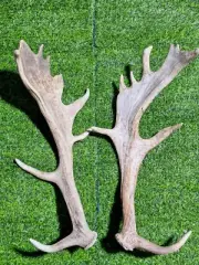 Tasmanian Naturally Shed Deer Antlers - Display-Craft-Dog Chew, Man Cave - 1.8KG