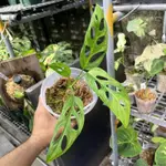 MONSTERA ADANSONII VARIEGATED MINT 斑葉洞洞薄荷龜背芋 窗孔