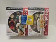 Human Body Anatomy Model Heart Brain Skeleton Medical School Educational 132pc(F