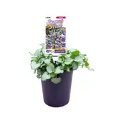 140mm Lamium Stormy Frost - Lamium maculatum