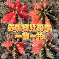 在飛比找蝦皮購物優惠-↠有植感↞ ▮赤黑緋牡丹錦▮一物一拍 多肉植物 多肉 仙人掌