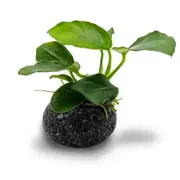Nano Fighter Rock - Smooth Lava For Fish Shrimp Snail Tank Aquarium