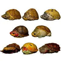 在飛比找露天拍賣優惠-《💥模玩好物》動物星球 第8彈 心寬體胖 隱藏版 蛋龜模型墨