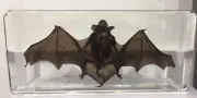 PETRIFIED BAT IN GLASS 20cm UNIQUE UNUSUAL WEIRD & ODD NEW AUS