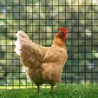 Hardware Cloth Fence Mesh for Home and Garden Home Improvement Fence 36in x 50ft