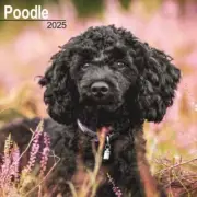 Poodle Calendar 2025 - Square Wall Calendar