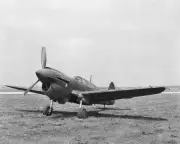 WWII CURTISS P-40 WARHAWK 8x10 GLOSSY PHOTO PRINT